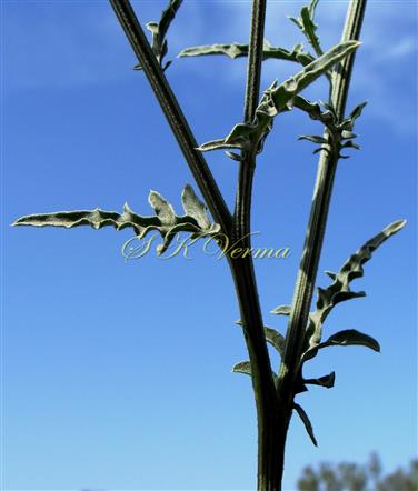  Stem with upper cauline leaves